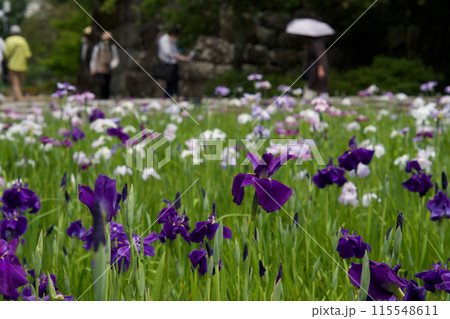 見ごろの花菖蒲 115548611