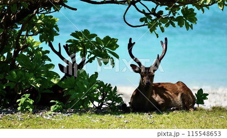 クサトベラの下で座るケラマジカ クサトベラの下で座るケラマジカ 115548653