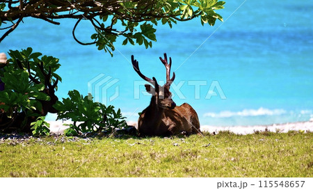 クサトベラの下で座るケラマジカ クサトベラの下で座るケラマジカ 115548657