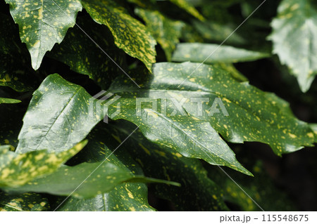 アオキ(フイリアオキ:Aucuba japonica) アオキ(フイリアオキ:Aucuba japonica) 115548675