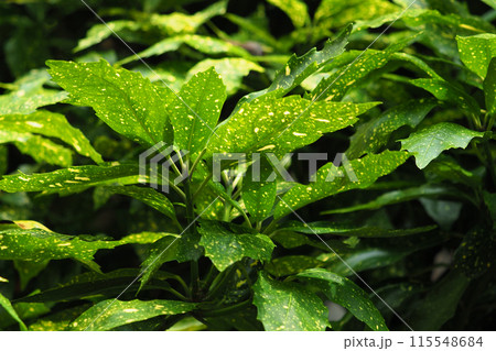 アオキ（フイリアオキ：Aucuba japonica） 115548684