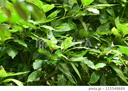 アオキ（フイリアオキ：Aucuba japonica） 115548689