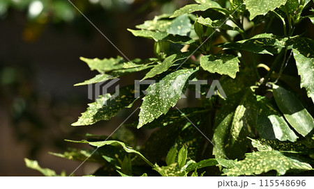 アオキ(フイリアオキ:Aucuba japonica) アオキ(フイリアオキ:Aucuba japonica) 115548696