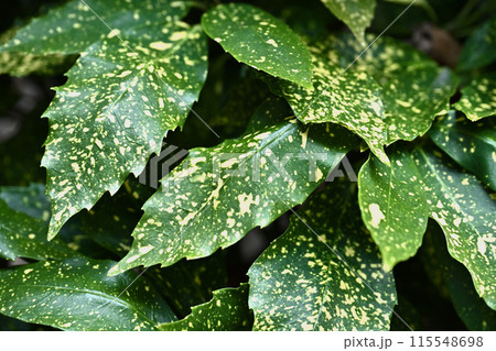 アオキ（フイリアオキ：Aucuba japonica） 115548698