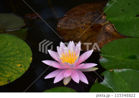 水面に浮かぶピンクの睡蓮の花 水面に浮かぶピンクの睡蓮の花 115548822