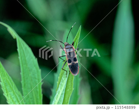 葉に止まるオオホシカメムシ科オオホシカメムシ 115548899