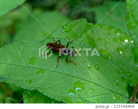 葉に止まるジョウカイボン科ジョウカイボン 葉に止まるジョウカイボン科ジョウカイボン 115548904