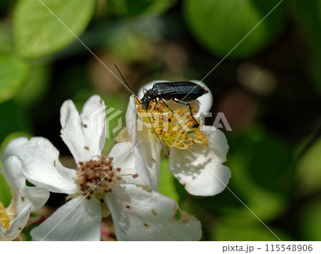 ハナカミキリの仲間ミヤマルリハナカミキリ 115548906