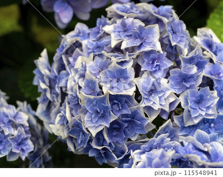 水滴が付いた鮮やかな紫陽花 115548941