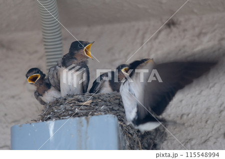 微笑ましいツバメの雛鳥と大忙しのや親ツバメの子育てを撮影 115548994