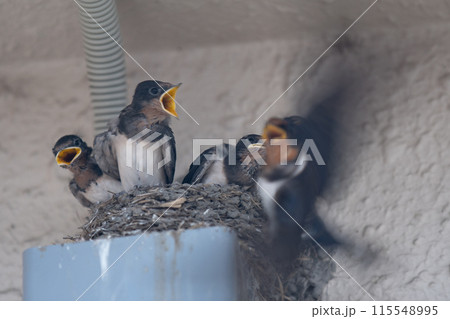 微笑ましいツバメの雛鳥と大忙しのや親ツバメの子育てを撮影 115548995