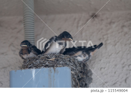 微笑ましいツバメの雛鳥と大忙しのや親ツバメの子育てを撮影 115549004