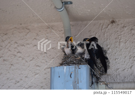 微笑ましいツバメの雛鳥と大忙しのや親ツバメの子育てを撮影 微笑ましいツバメの雛鳥と大忙しのや親ツバメの子育てを撮影 115549017