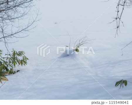 新雪から顔を出している植物 新雪から顔を出している植物 115549041