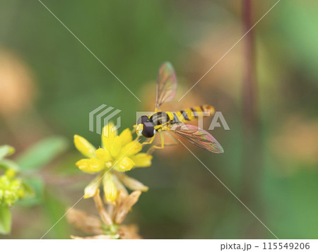 ハナアブとコメツブツメクサ 115549206