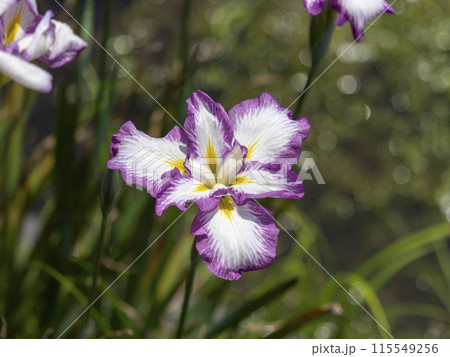 植物園に咲いたハナショウブ「士清」 115549256