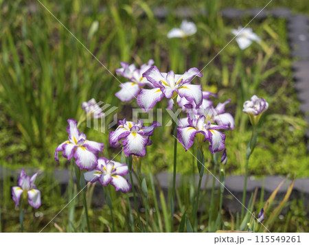 植物園に咲いたハナショウブ「士清」 植物園に咲いたハナショウブ「士清」 115549261