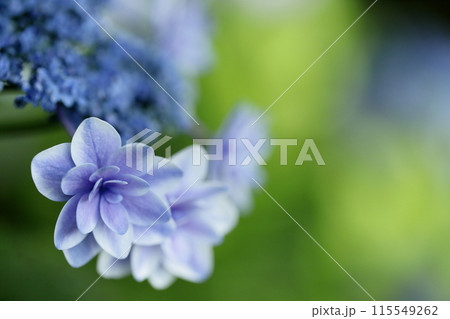 紫陽花 紫陽花 115549262
