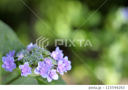 紫陽花 115549263