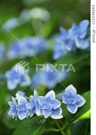 紫陽花 115549265