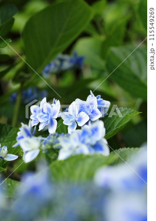 紫陽花 115549269