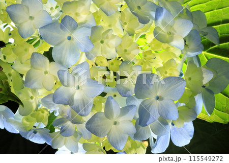 紫陽花 紫陽花 115549272