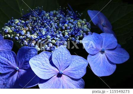 紫陽花 紫陽花 115549273