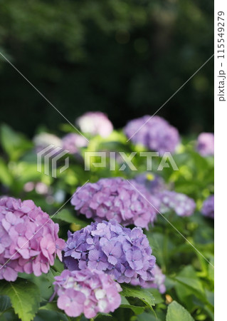 紫陽花 115549279
