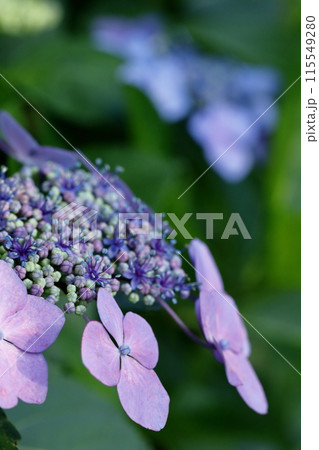 紫陽花 115549280