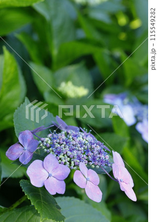 紫陽花 紫陽花 115549282
