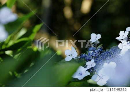 紫陽花 115549283
