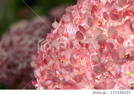 紫陽花 115549285