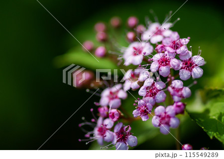 下野の花 115549289
