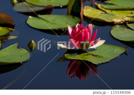 水面に浮かぶピンクの睡蓮の花 水面に浮かぶピンクの睡蓮の花 115549306