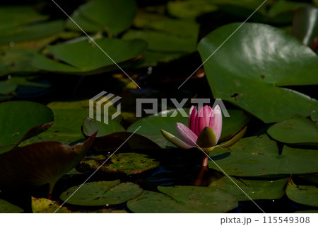 水面に浮かぶピンクの睡蓮の花 水面に浮かぶピンクの睡蓮の花 115549308