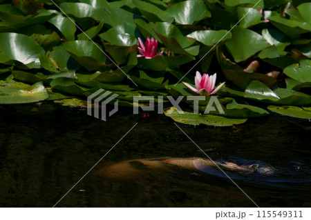 水面に浮かぶピンクの睡蓮の花 水面に浮かぶピンクの睡蓮の花 115549311