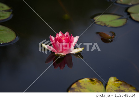 水面に浮かぶピンクの睡蓮の花 水面に浮かぶピンクの睡蓮の花 115549314