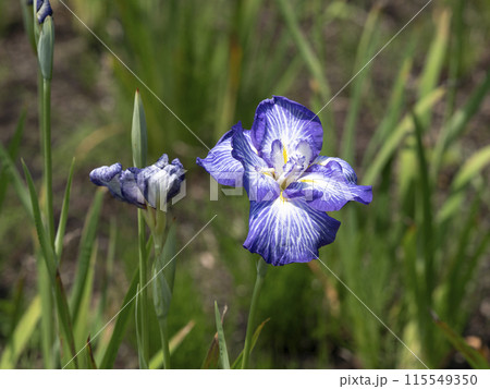 植物園に咲いたハナショウブ「夜光の珠」 115549350