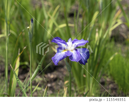 植物園に咲いたハナショウブ「夜光の珠」 115549351