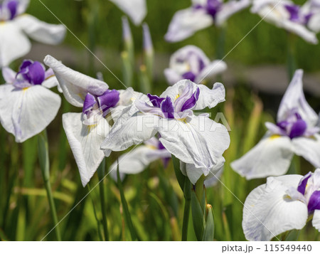 植物園に咲く花菖蒲「相生」 115549440