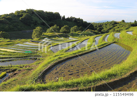 下赤阪の棚田（日本の棚田百選） ／ 大阪府千早赤阪村 115549496