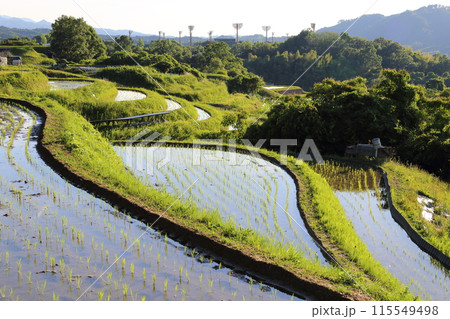 下赤阪の棚田（日本の棚田百選） ／ 大阪府千早赤阪村 115549498