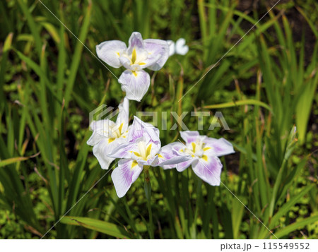 植物園に咲いたハナショウブ「五月晴」 植物園に咲いたハナショウブ「五月晴」 115549552