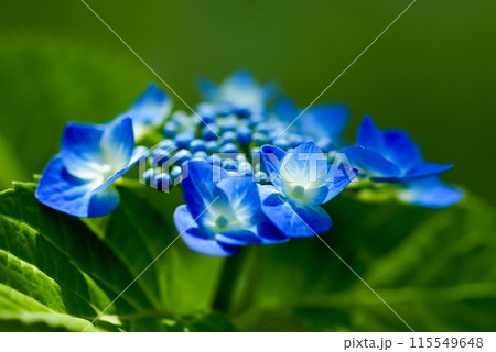 青色の紫陽花 115549648