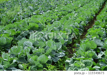 キャベツ畑：cabbage patch 115549673
