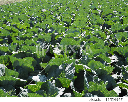 キャベツ畑：cabbage patch 115549674
