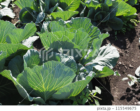 キャベツ畑：cabbage patch 115549675