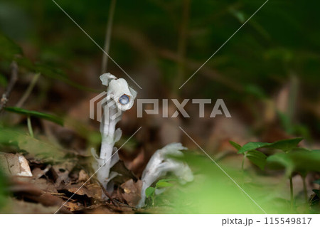 ギンリョウソウ 115549817