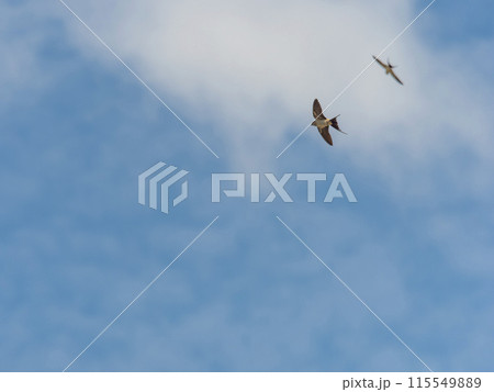 青空を飛び交うツバメ 115549889