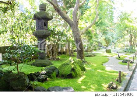 初夏の鎌倉 報国寺 初夏の鎌倉 報国寺 115549930